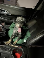 Found/Stray Female Dog last seen North Mooney Blvd, N Riggin Ave, Visalia, CA 93291