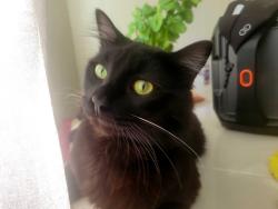 Lost Male Cat last seen Santa Maria , Santa Maria, CA 93454