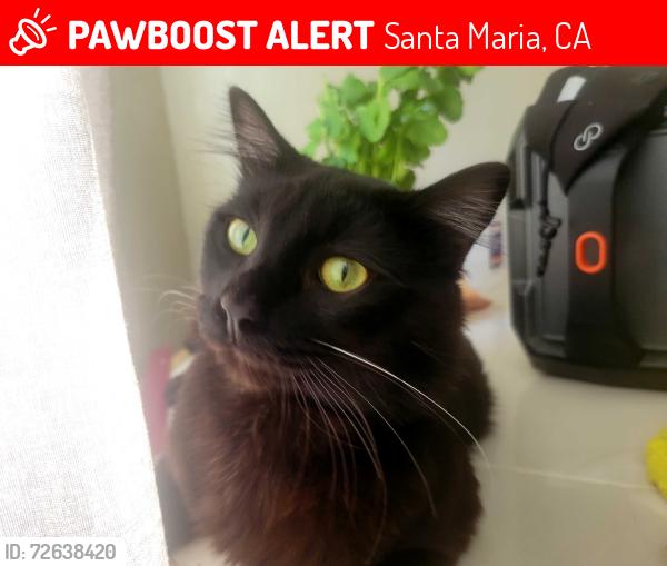 Lost Male Cat last seen Santa Maria , Santa Maria, CA 93454