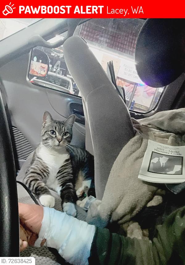 Lost Male Cat last seen 51st and college st , Lacey, WA 98503