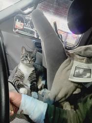 Lost Male Cat last seen 51st and college st , Lacey, WA 98503