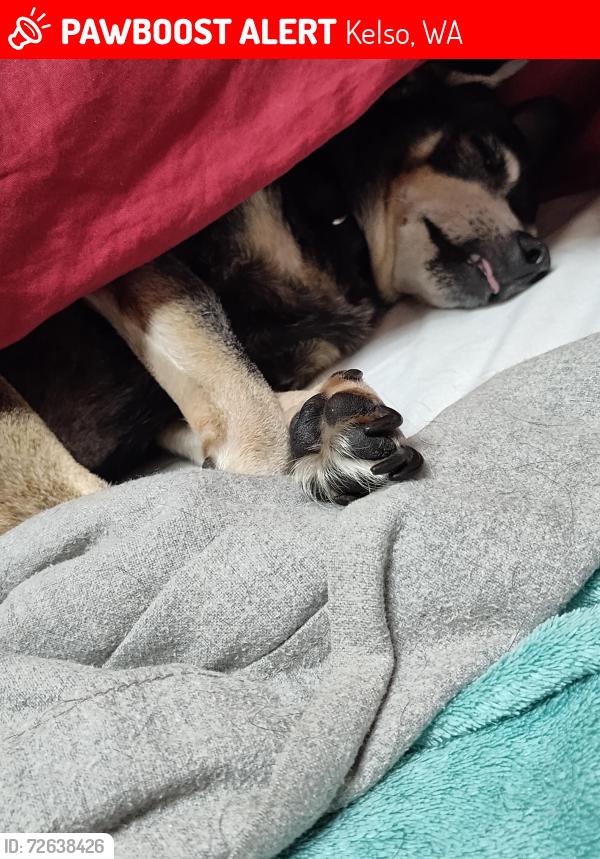Lost Male Dog last seen Church and 7th ave, Kelso, WA 98626