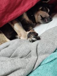 Lost Male Dog last seen Church and 7th ave, Kelso, WA 98626