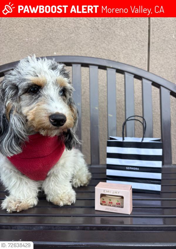 Lost Female Dog last seen Ghram and Alessandro , Moreno Valley, CA 92553