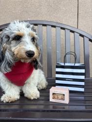 Lost Female Dog last seen Ghram and Alessandro , Moreno Valley, CA 92553