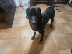 Lost Male Dog last seen 31st ave and 101, Phoenix, AZ 85027