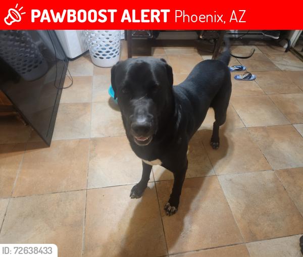 Lost Male Dog last seen 31st ave and 101, Phoenix, AZ 85027