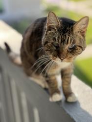 Lost Female Cat last seen The Breakwater apmts in Huntington Beach CA, Huntington Beach, CA 92647