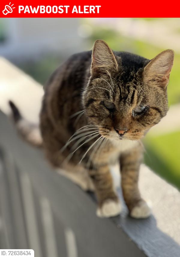 Lost Female Cat last seen The Breakwater apmts in Huntington Beach CA, Huntington Beach, CA 92647