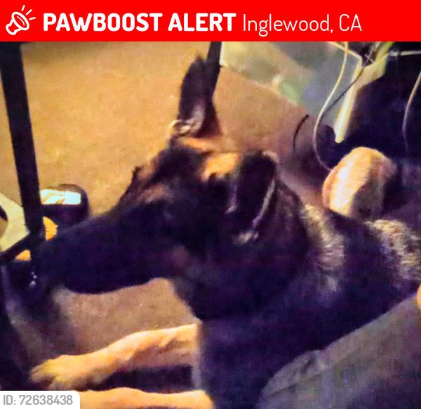 Lost Female Dog last seen Manchester Ave and Western , Inglewood, CA 90305