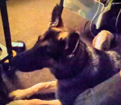 Lost Female Dog last seen Manchester Ave and Western , Inglewood, CA 90305