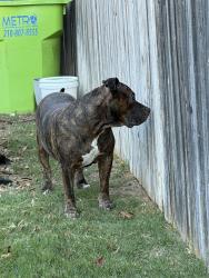 Lost Male Dog last seen Joplin Terr San Antonio, TX  78254, San Antonio, TX 78254