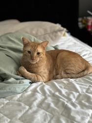 Lost Male Cat last seen N Cotton Ln, Waddell, AZ 85355