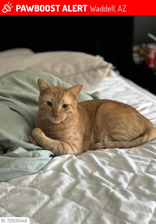 Lost Male Cat last seen N Cotton Ln, Waddell, AZ 85355