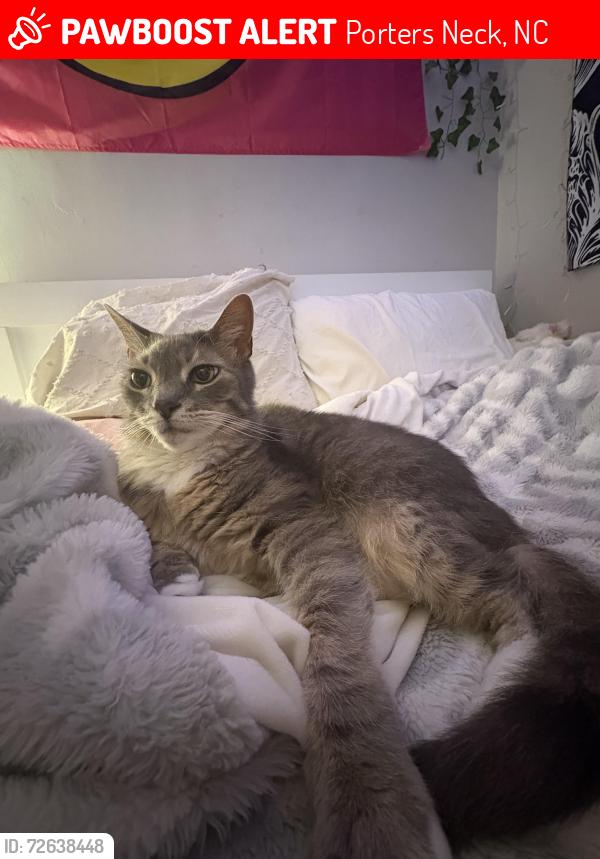 Lost Male Cat last seen Beaumont oaks, Whitehill loop dr, Porters Neck, NC 28411