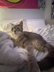 Lost Male Cat last seen Beaumont oaks, Whitehill loop dr, Porters Neck, NC 28411