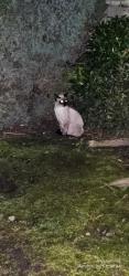 Found/Stray Unknown Cat last seen Juniper and 2nd 97030, Gresham, OR 97030