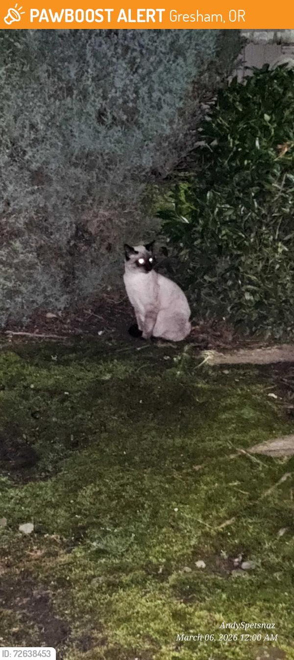 Found/Stray Unknown Cat last seen Juniper and 2nd 97030, Gresham, OR 97030