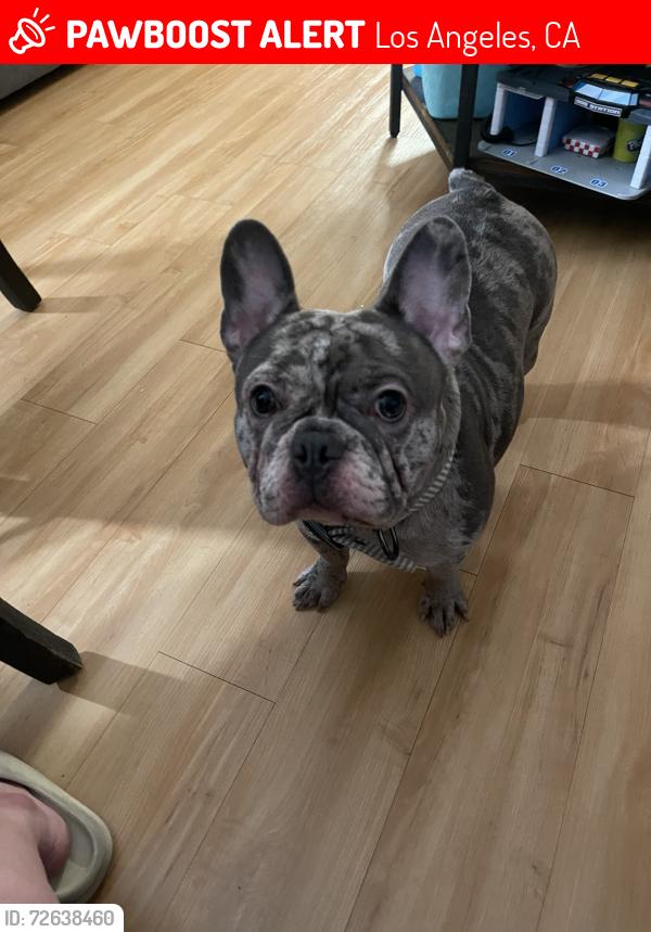 Lost Female Dog last seen Lull and Saticoy ST, Los Angeles, CA 91605