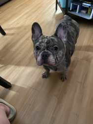 Lost Female Dog last seen Lull and Saticoy ST, Los Angeles, CA 91605