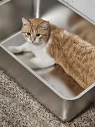 Lost Male Cat last seen Circle Blvd and NW 17th St, Corvallis, OR 97330
