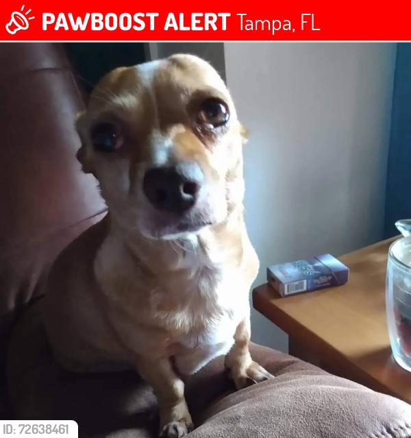 Lost Female Dog last seen US-301, Tampa, FL 33612