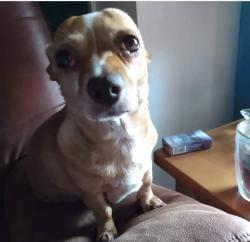 Lost Female Dog last seen US-301, Tampa, FL 33612