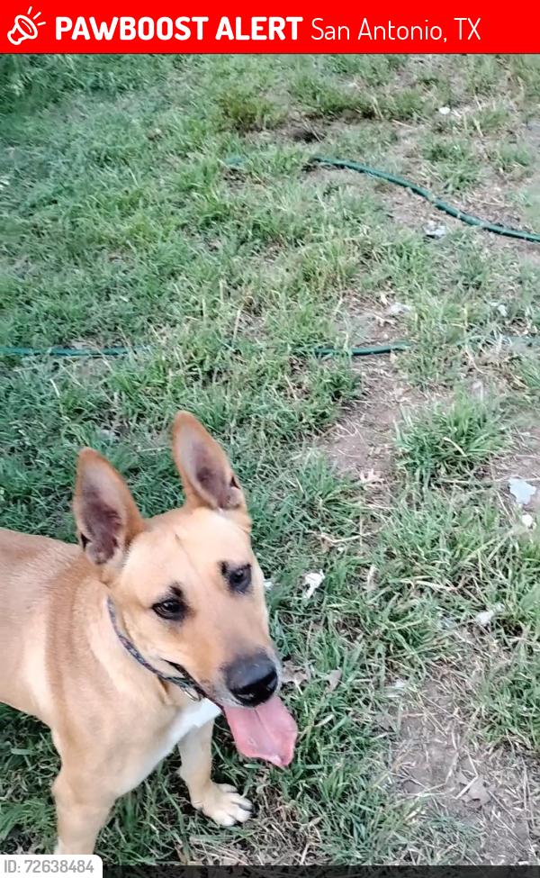 Lost Female Dog last seen Bulverde , San Antonio, TX 78259