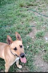 Lost Female Dog last seen Bulverde , San Antonio, TX 78259
