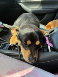 Found/Stray Male Dog last seen By 711, Bakersfield, CA 93304