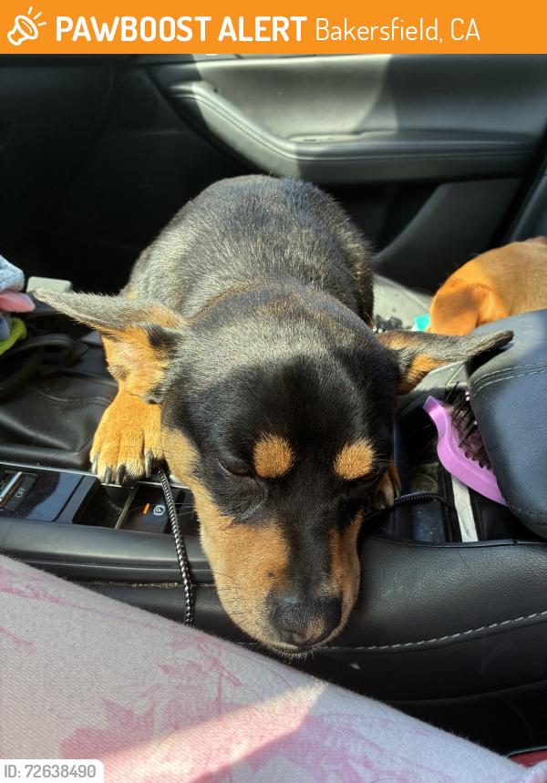 Found/Stray Male Dog last seen By 711, Bakersfield, CA 93304
