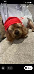 Lost Male Dog last seen Stadium way, Joshua, TX 76058