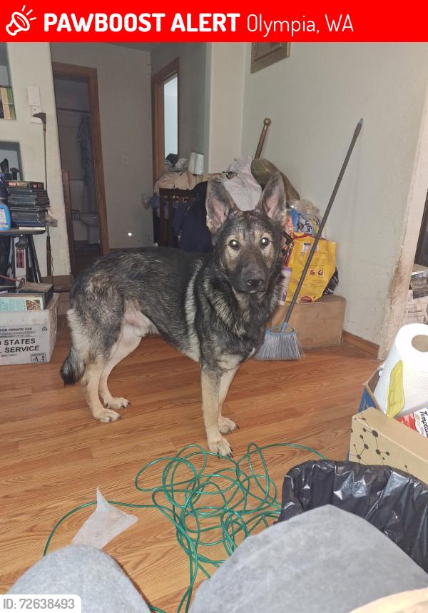 Lost Male Dog last seen Eastside/Wheeler Ave SE, Olympia, WA 98506