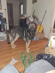Lost Male Dog last seen Eastside/Wheeler Ave SE, Olympia, WA 98506