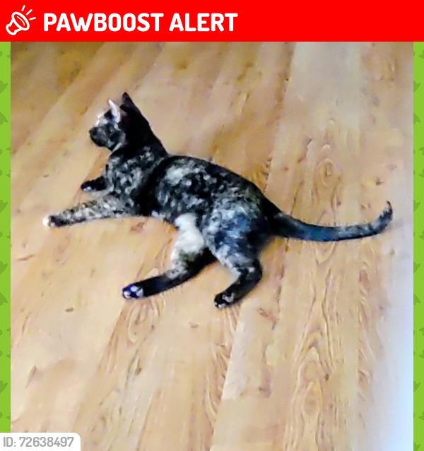 Lost Female Cat last seen Vineyard, Rancho Cucamonga, CA 91730