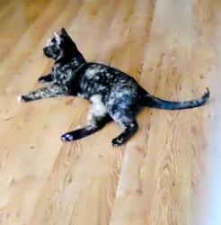 Lost Female Cat last seen Vineyard, Rancho Cucamonga, CA 91730