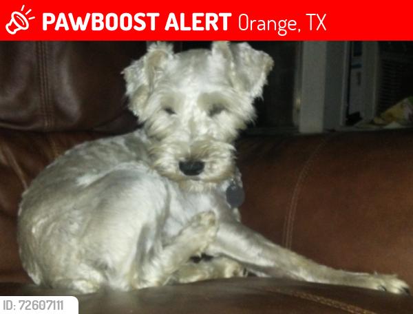 Lost Male Dog last seen Mason & Wade off of Highway 62, Orange, TX 77632