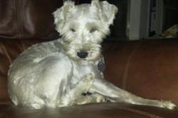 Lost Male Dog last seen Mason & Wade off of Highway 62, Orange, TX 77632