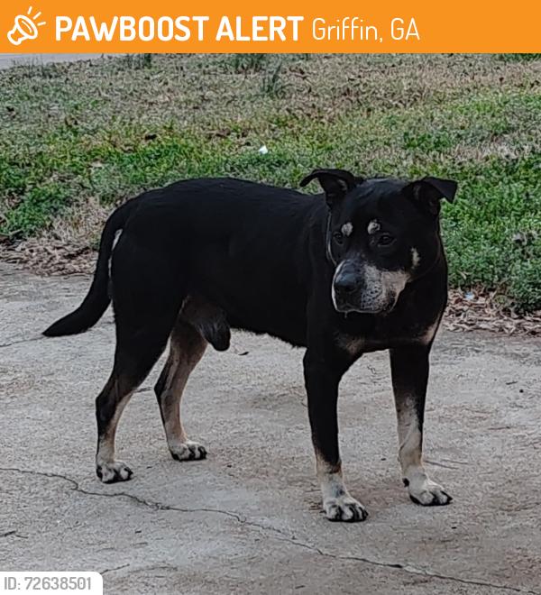 Found/Stray Male Dog last seen N.19th St., Griffin, GA 30223