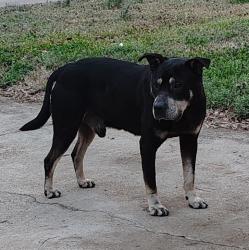 Found/Stray Male Dog last seen N.19th St., Griffin, GA 30223