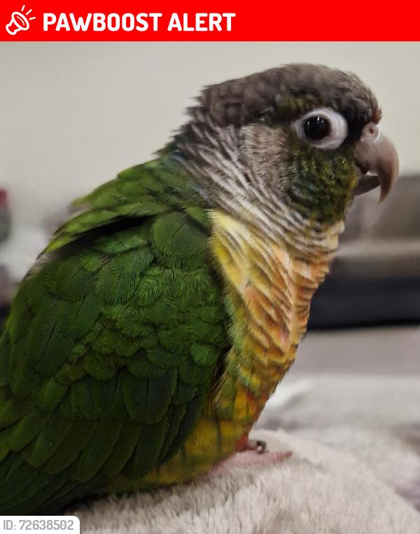Lost Unknown Bird last seen Capworth street, Greater London, England 