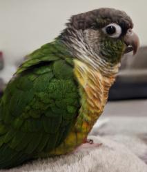 Lost Unknown Bird last seen Capworth street, Greater London, England 