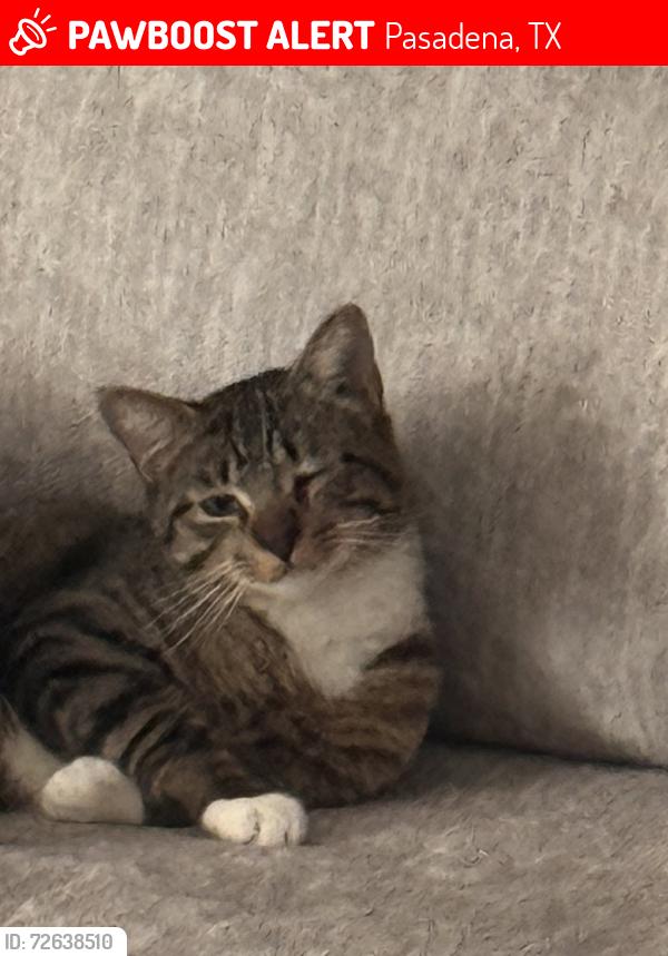Lost Male Cat last seen Richey Street and West Southmore Street , Pasadena, TX 77506