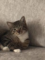 Lost Male Cat last seen Richey Street and West Southmore Street , Pasadena, TX 77506