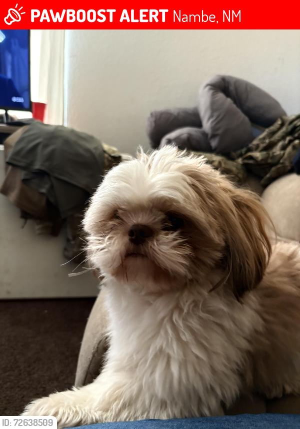 Lost Male Dog last seen Perez rd, Nambe, NM 87506