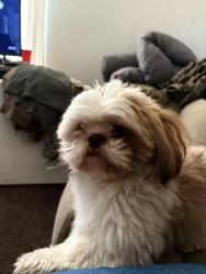 Lost Male Dog last seen Perez rd, Nambe, NM 87506