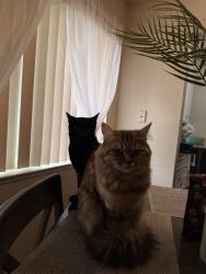 Lost Female Cat last seen madison , Sacramento, CA 95841