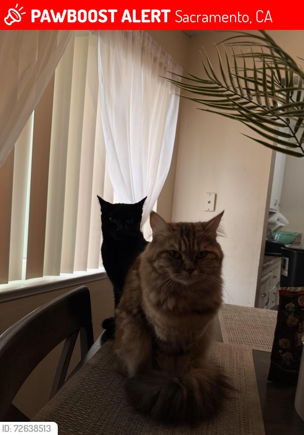 Lost Female Cat last seen madison , Sacramento, CA 95841