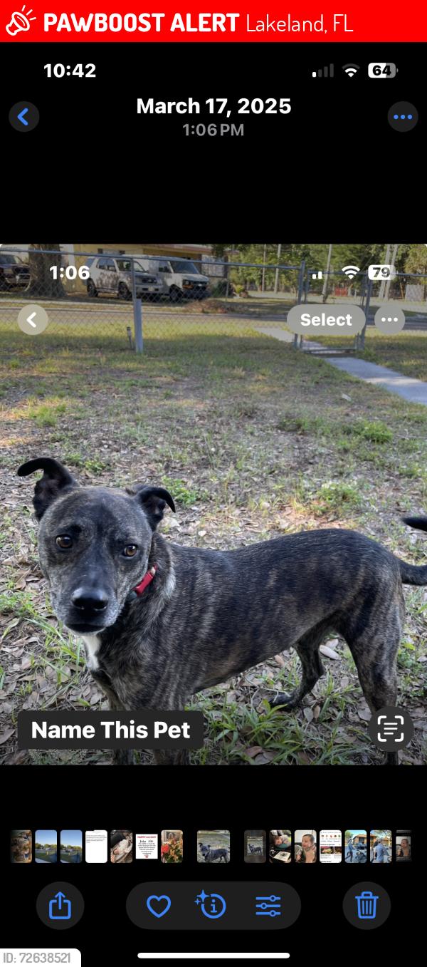 Lost Male Dog last seen Eastway Dr/Cleveland Heights , Lakeland, FL 33803