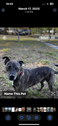 Lost Male Dog last seen Eastway Dr/Cleveland Heights , Lakeland, FL 33803